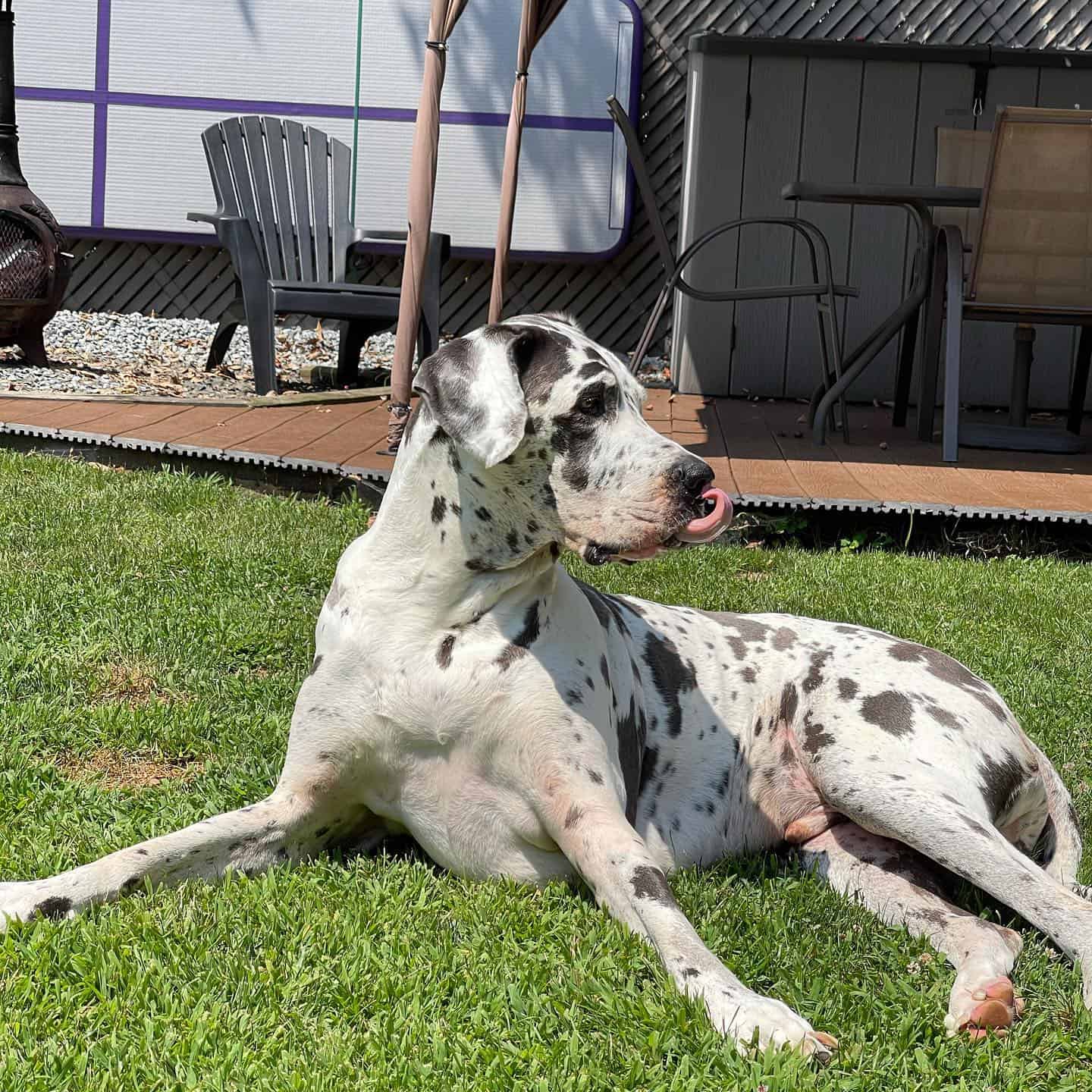 blue harlequin great dane