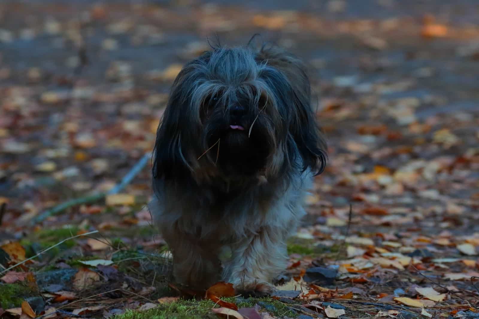 Blue Havanese