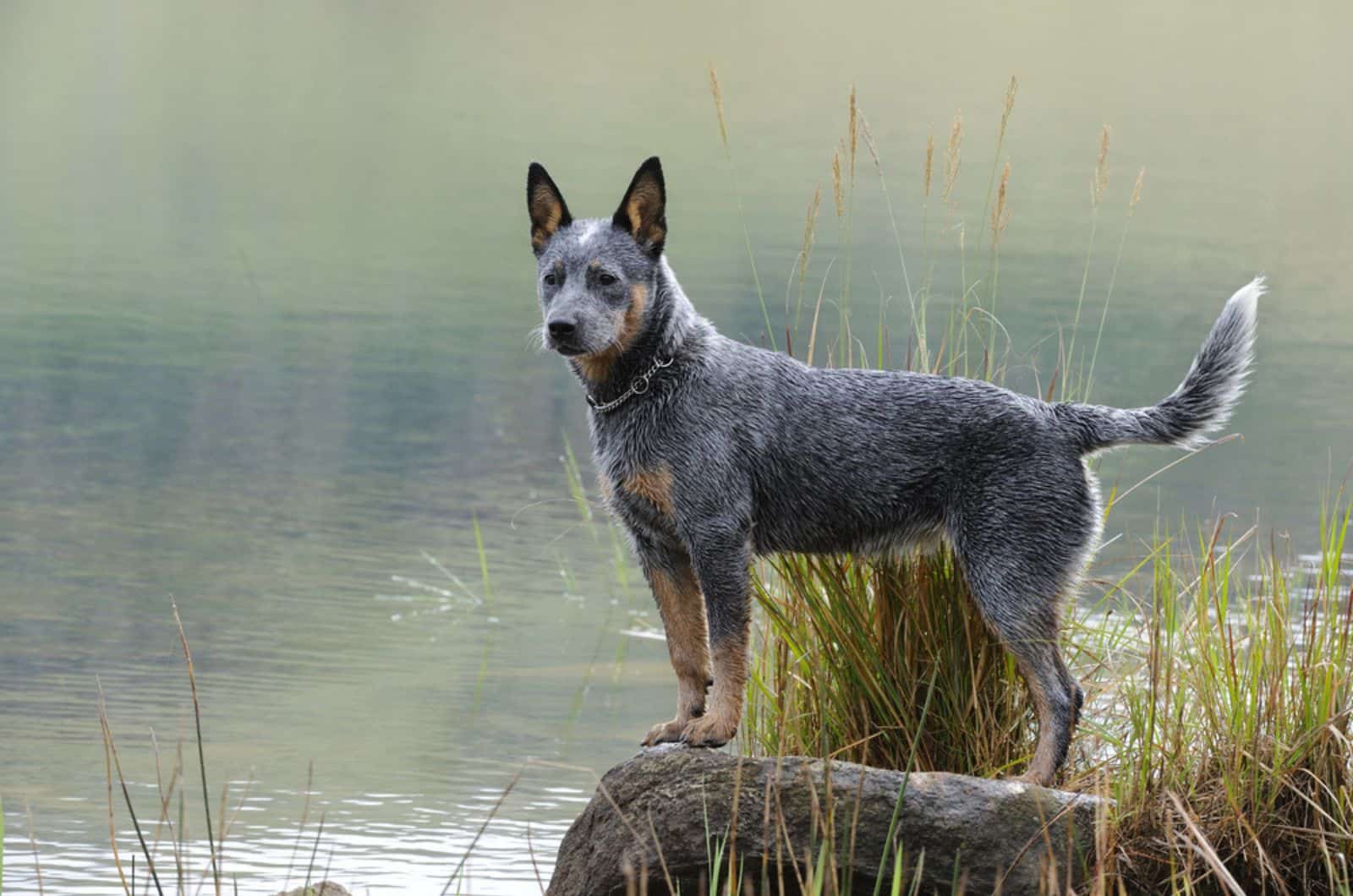 blue heeler dog in nature