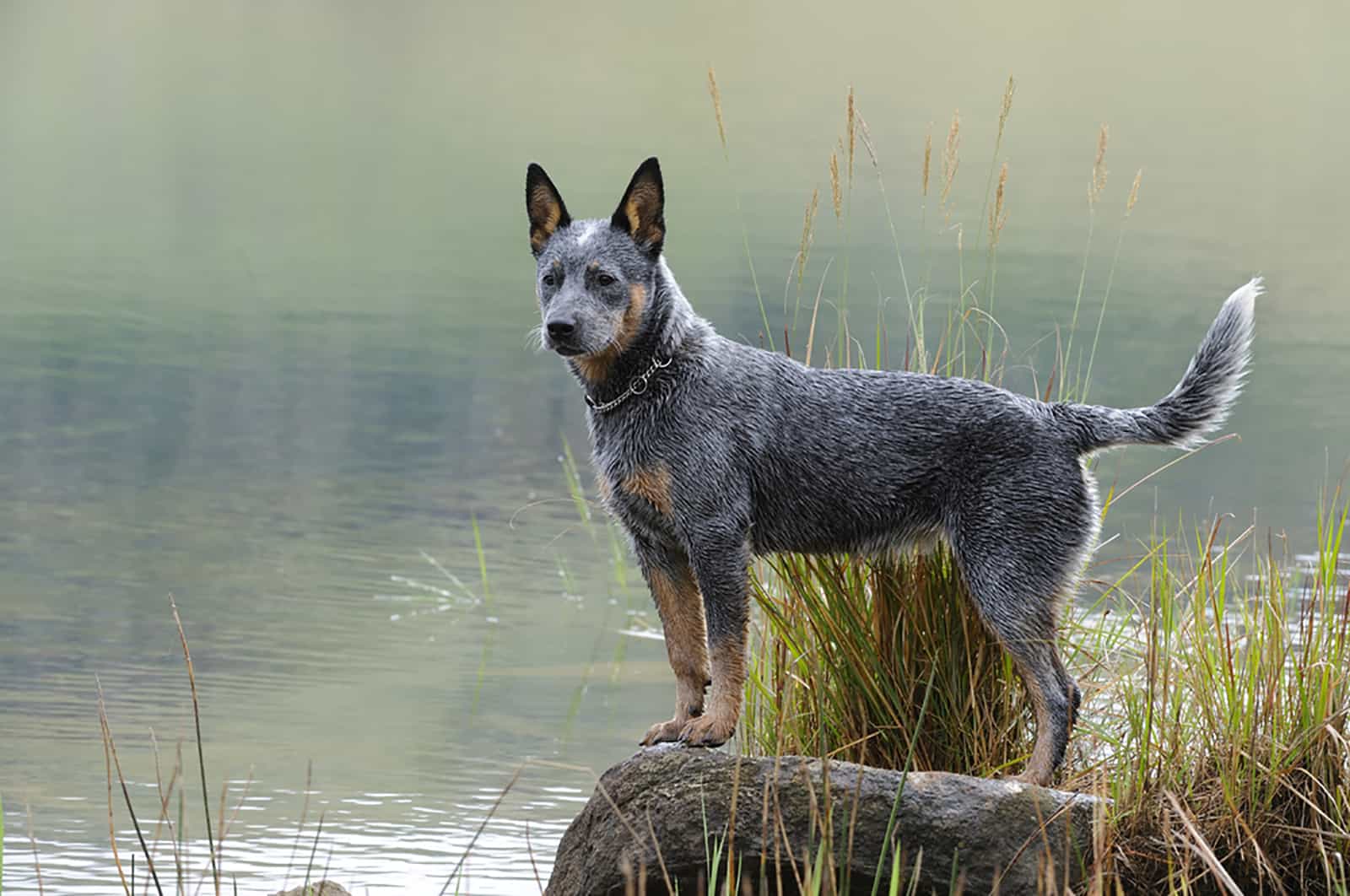 blue heeler dog standing on the rock