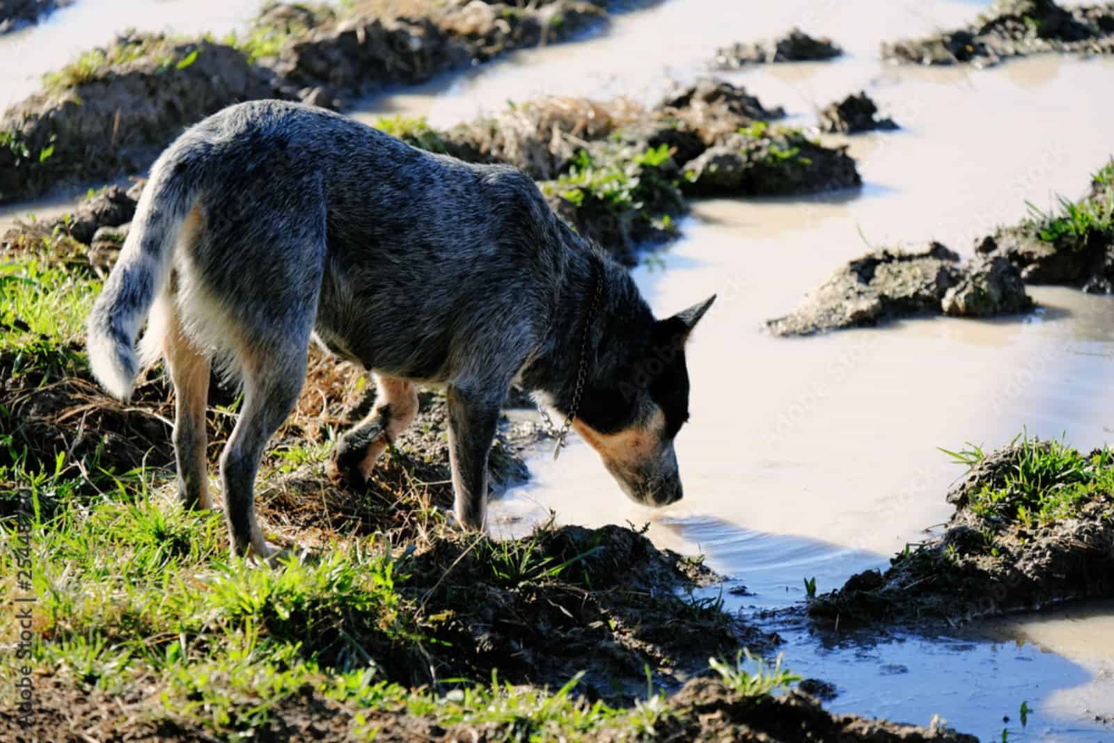 Blue Heeler drinks water