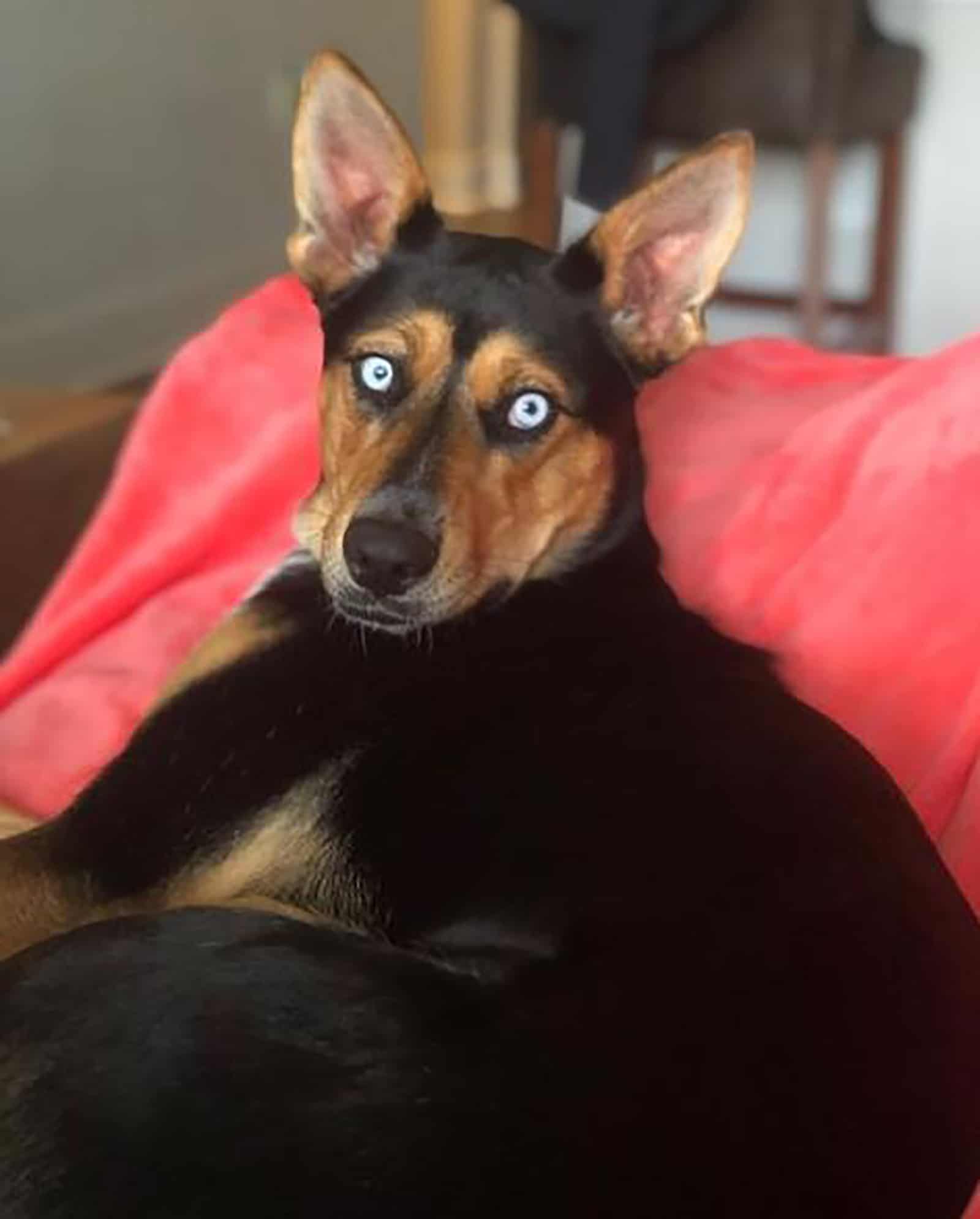 blue heeler husky dog lying on a couch at home