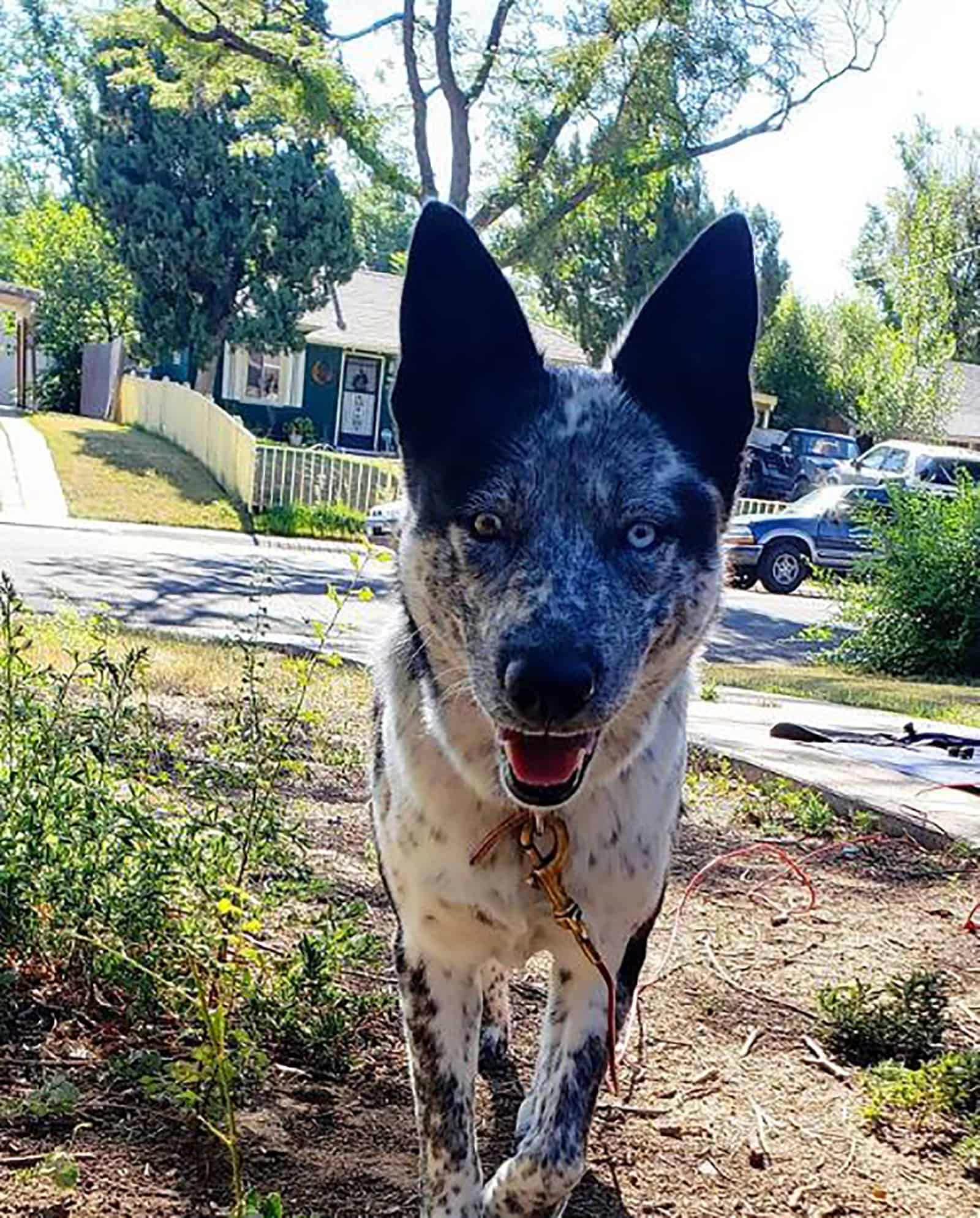 blue heeler husky dog standing outdoors in front lawn