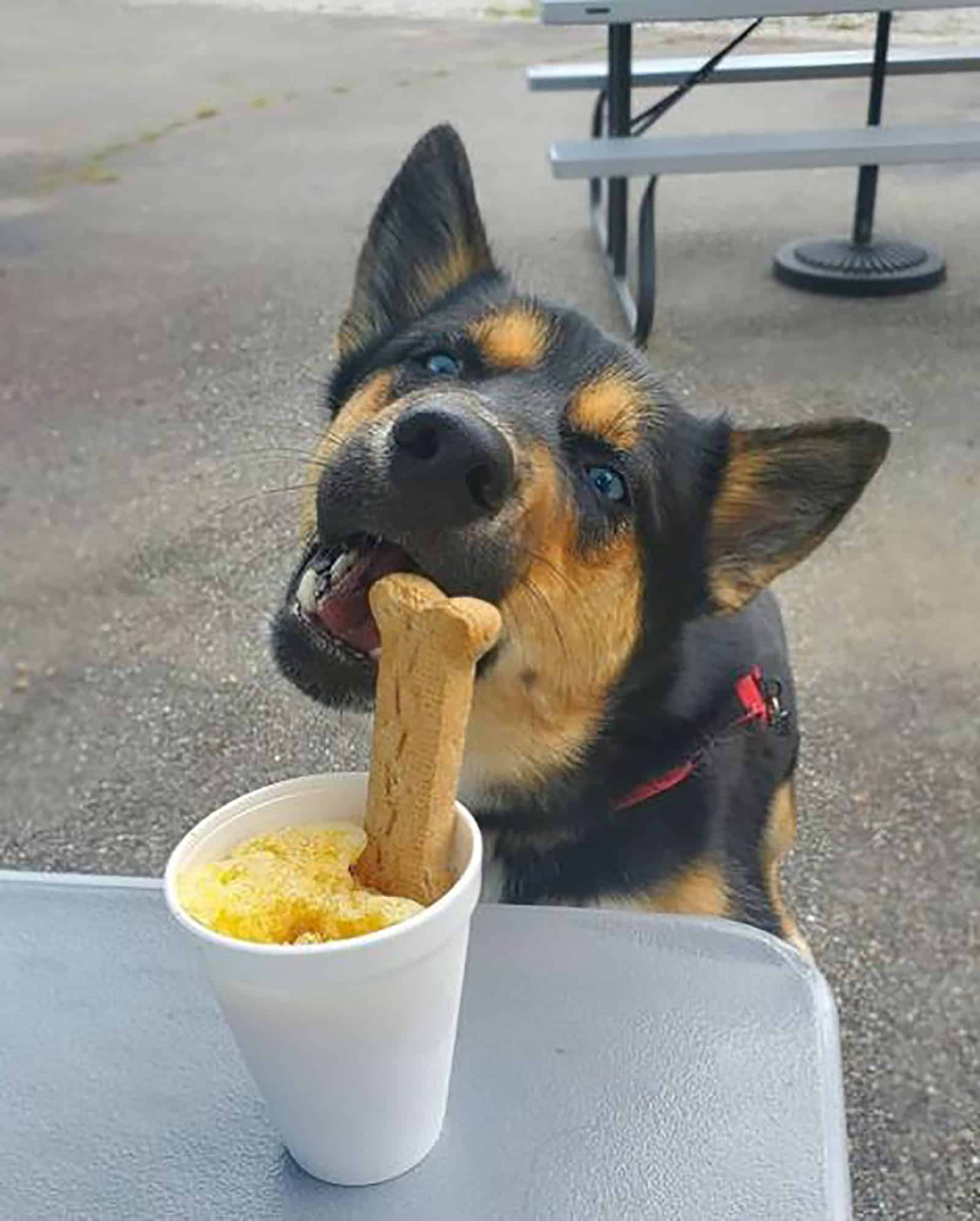 blue heeler husky eating a cookie in bone shape