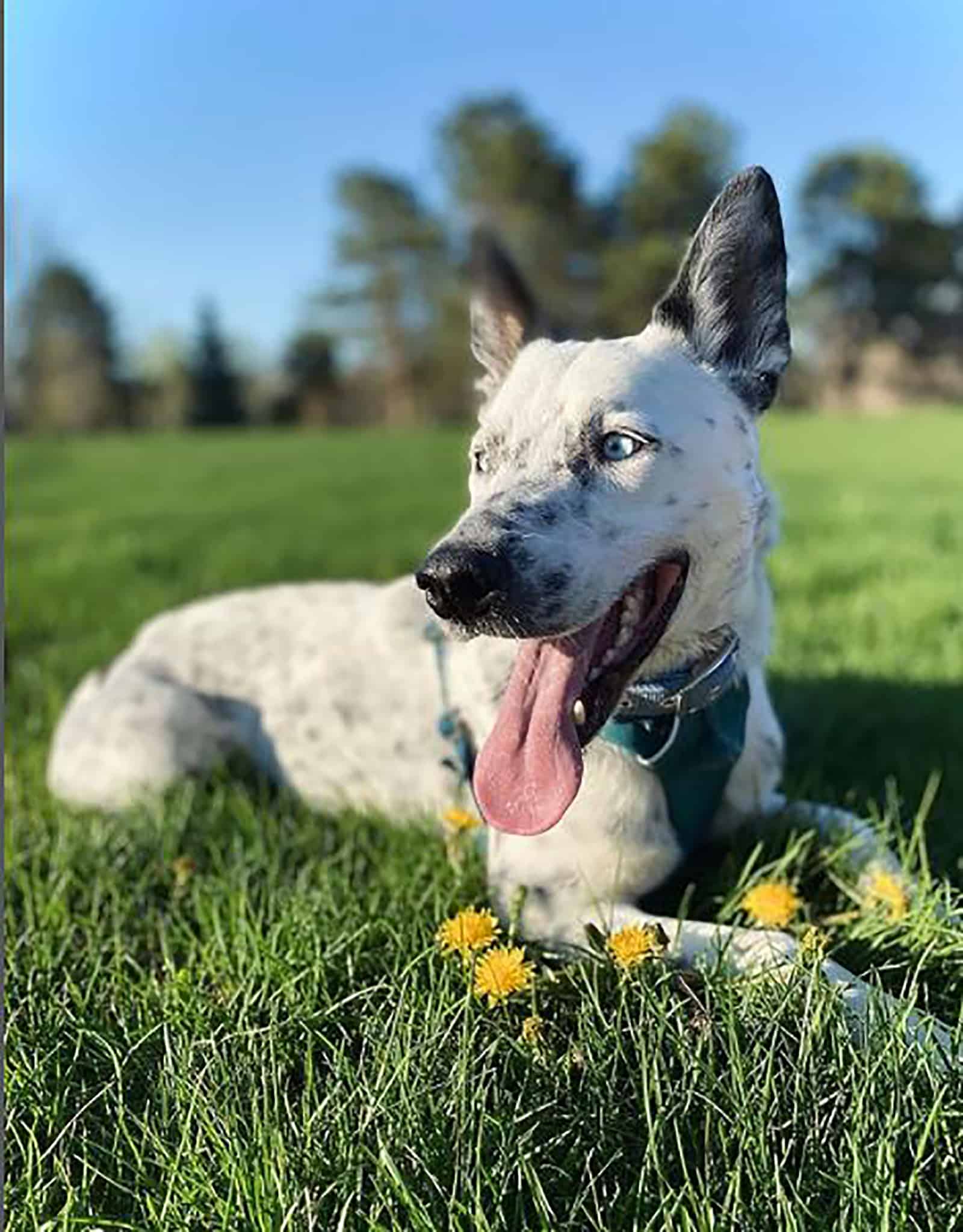 blue heeler husky mix dog lying on the grass