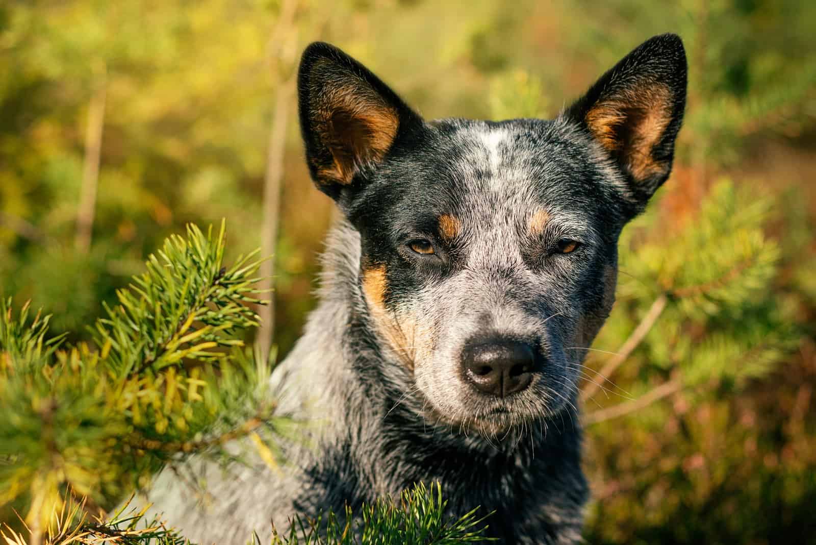 blue heeler lying in grass