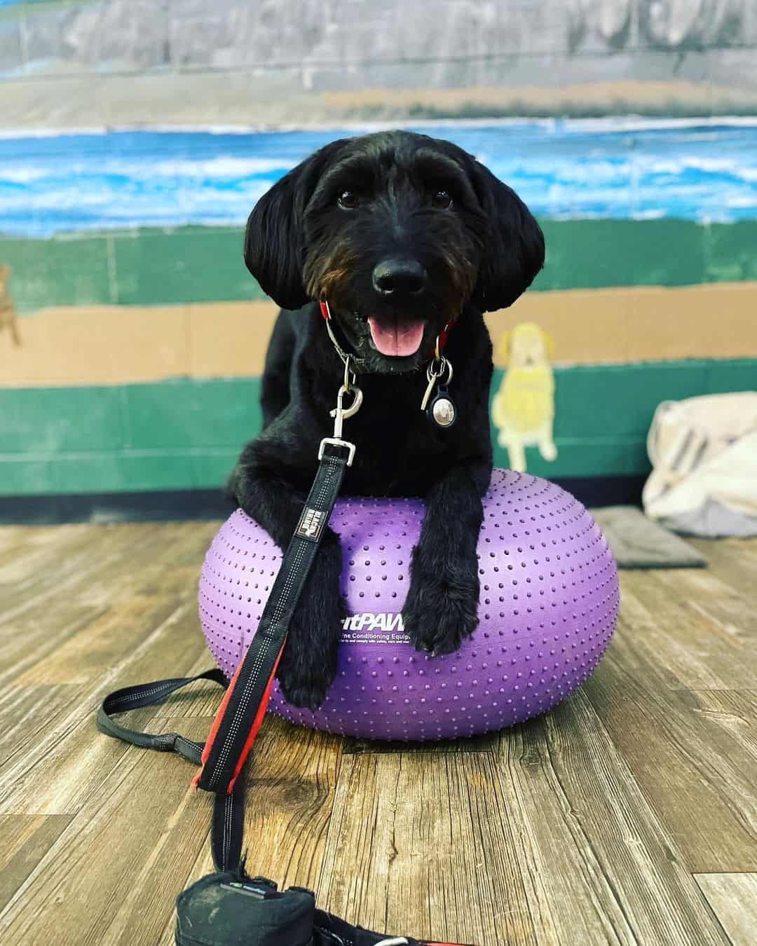 Blue Heeler Poodle Mix dog on ball