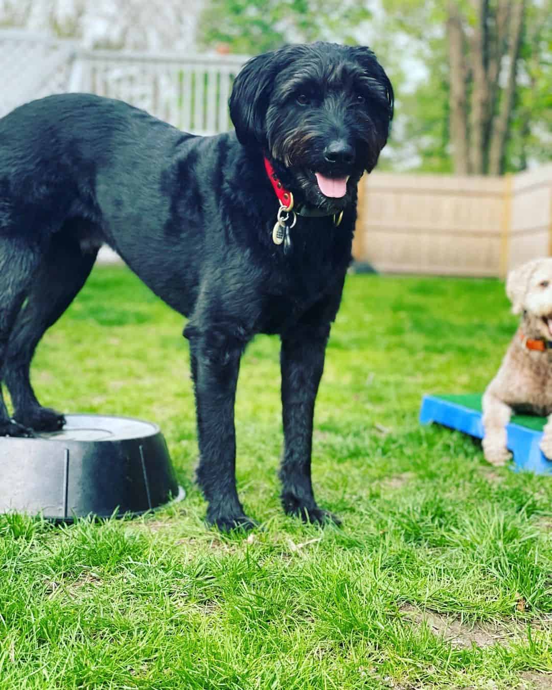 Blue Heeler Poodle Mix dog standing outside