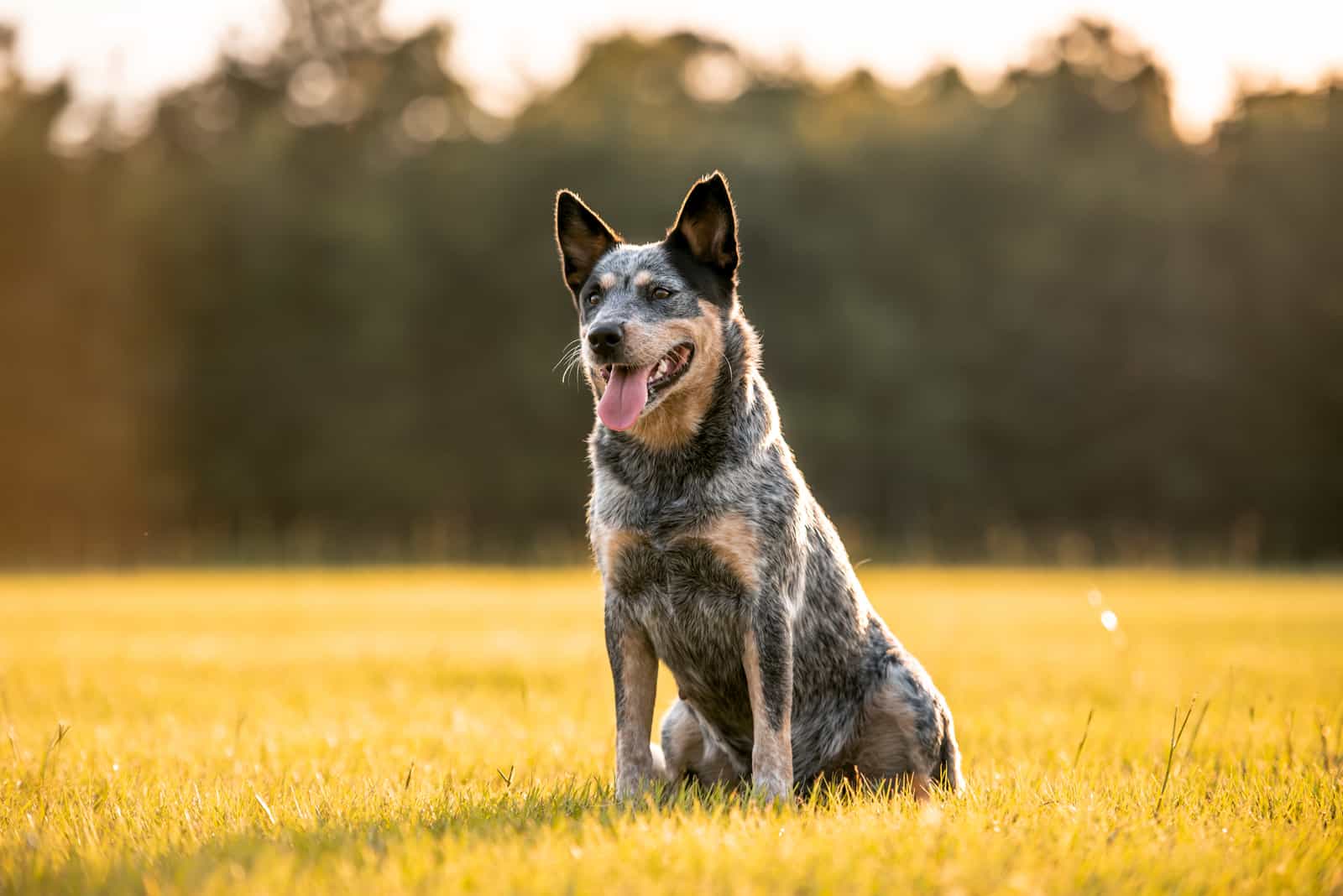 blue heeler portrait in nature