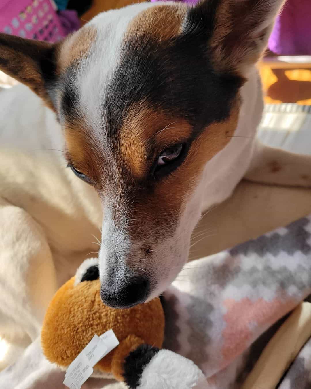 blue heeler rat terrier mix