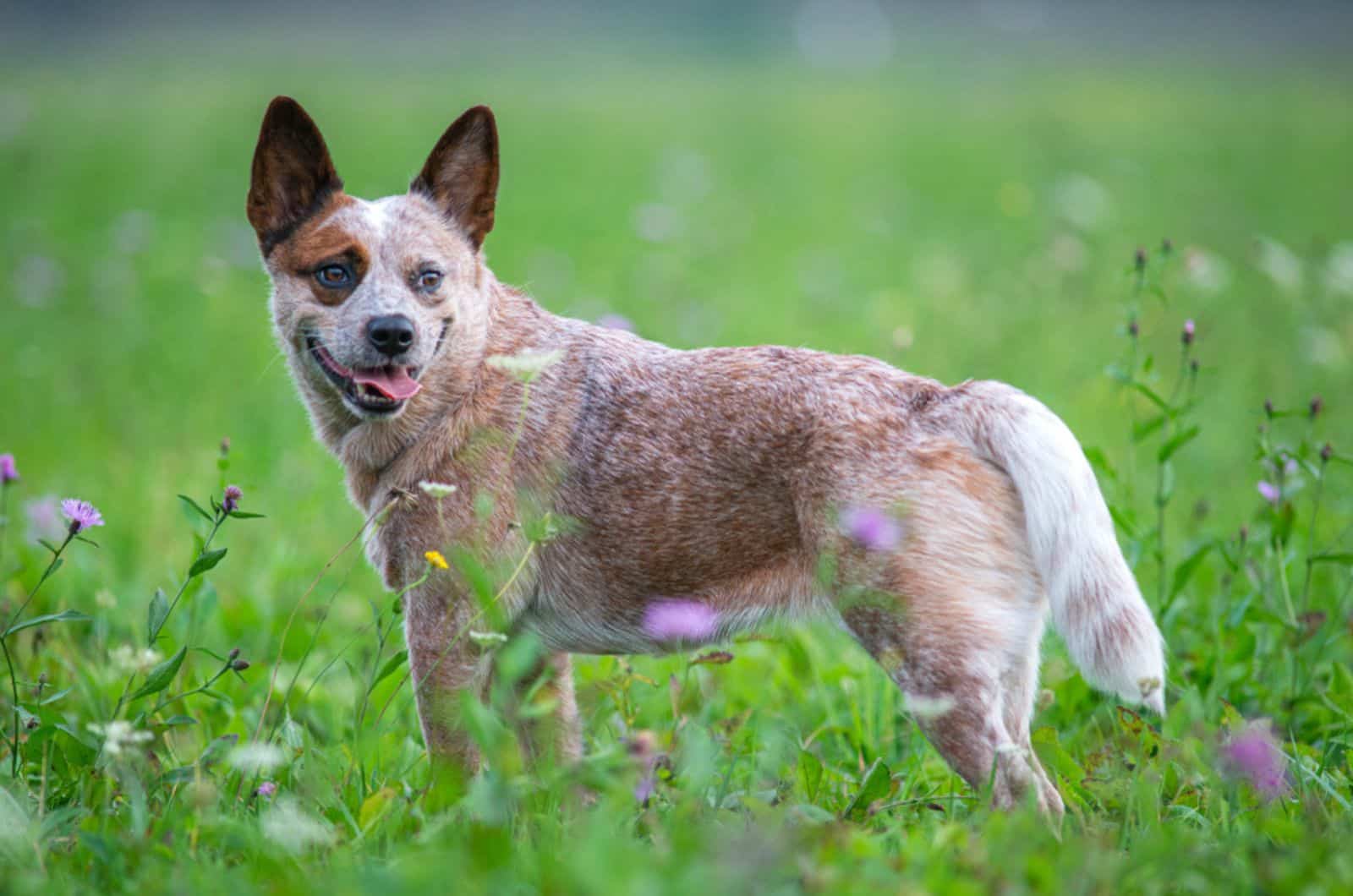 blue heeler red mottled in nature