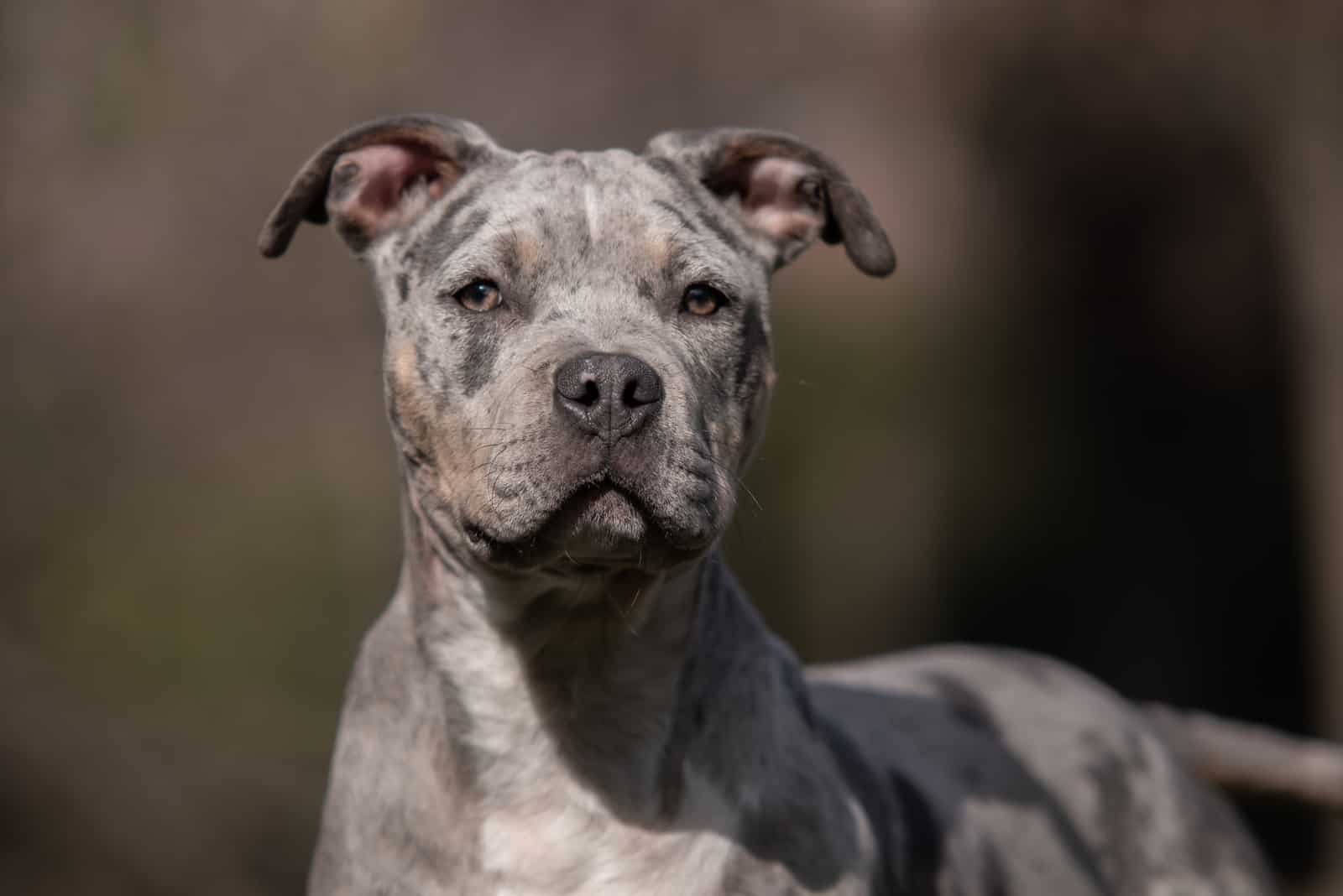 Blue Merle American Bully looking into distance