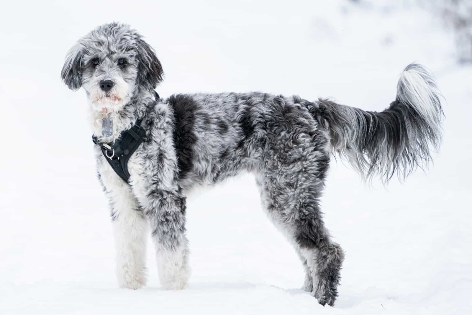 Blue Merle Aussiedoodle: The People’s Choice