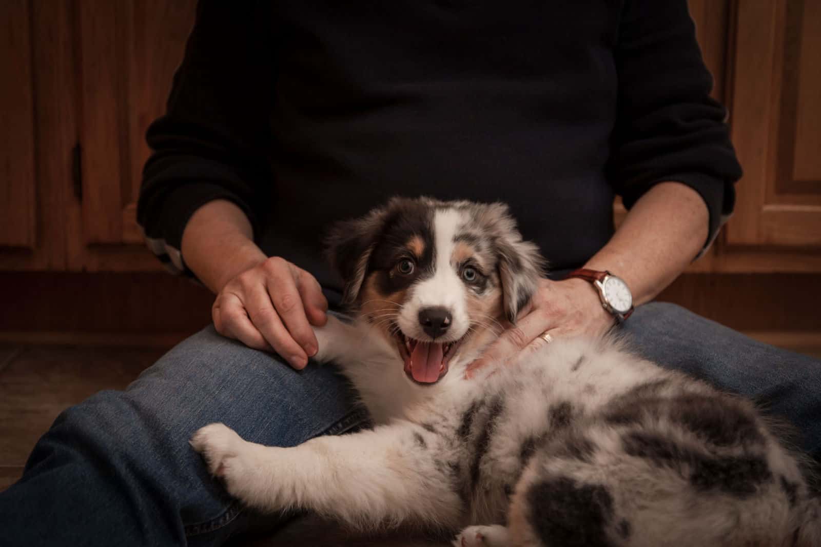 Blue merle Australian Shepherd puppy smiling, sitting on man's lap.