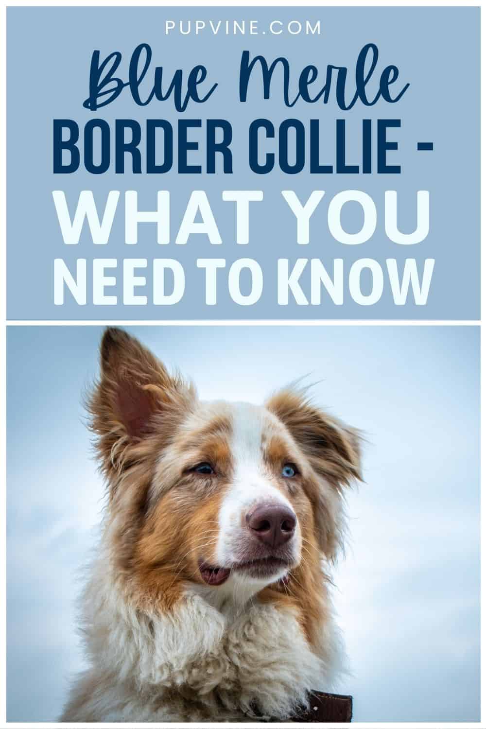 Blue Merle Border Collie – What You Need To Know