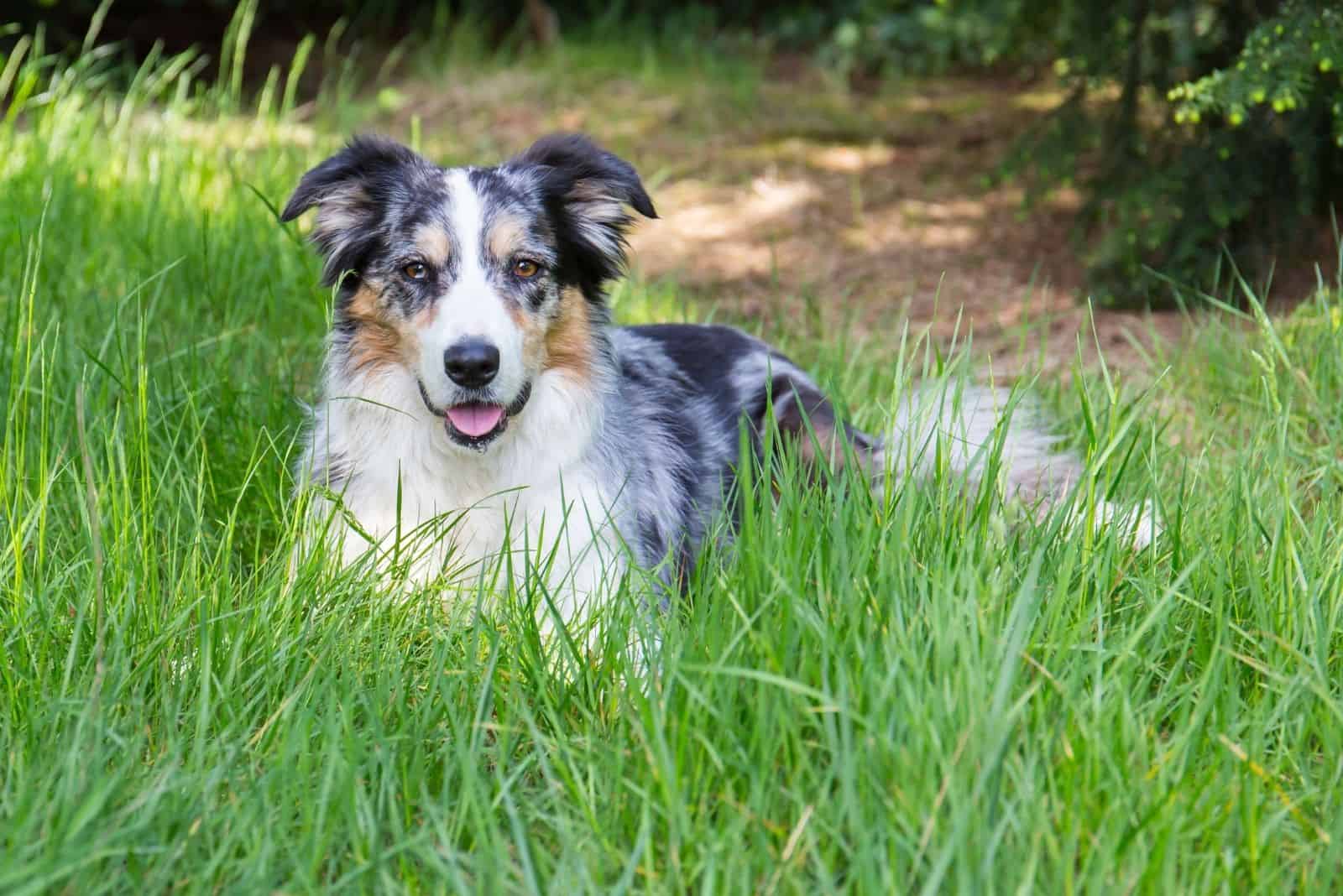 Blue Merle Border Collie – What You Need To Know