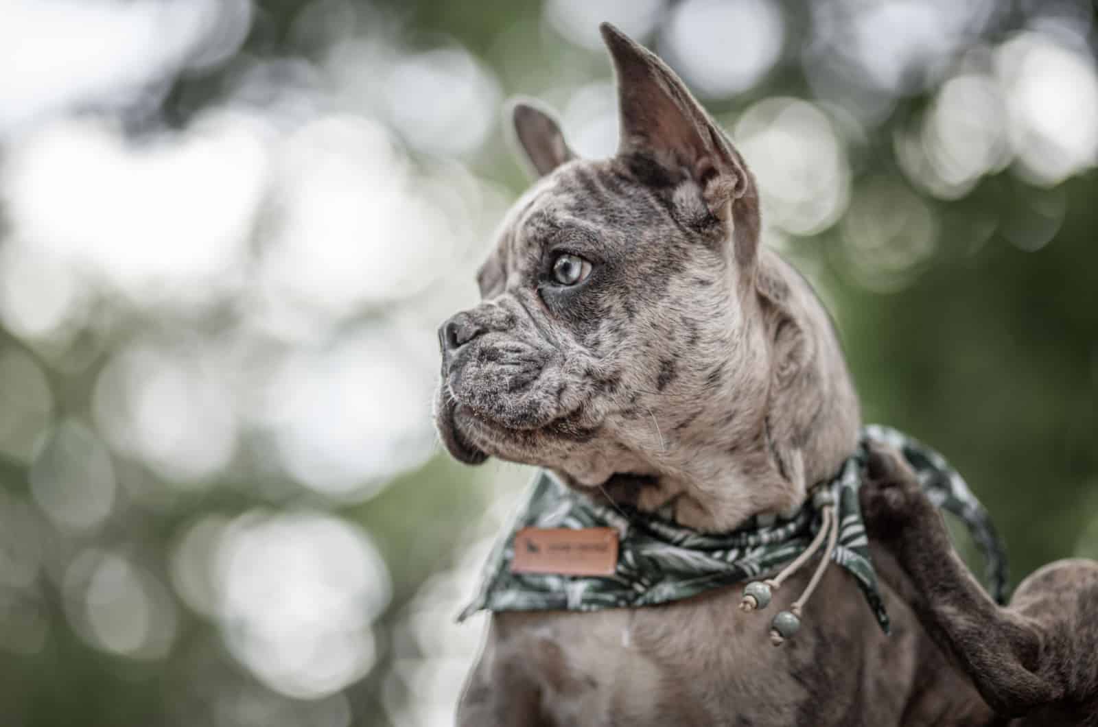 blue merle frenchie