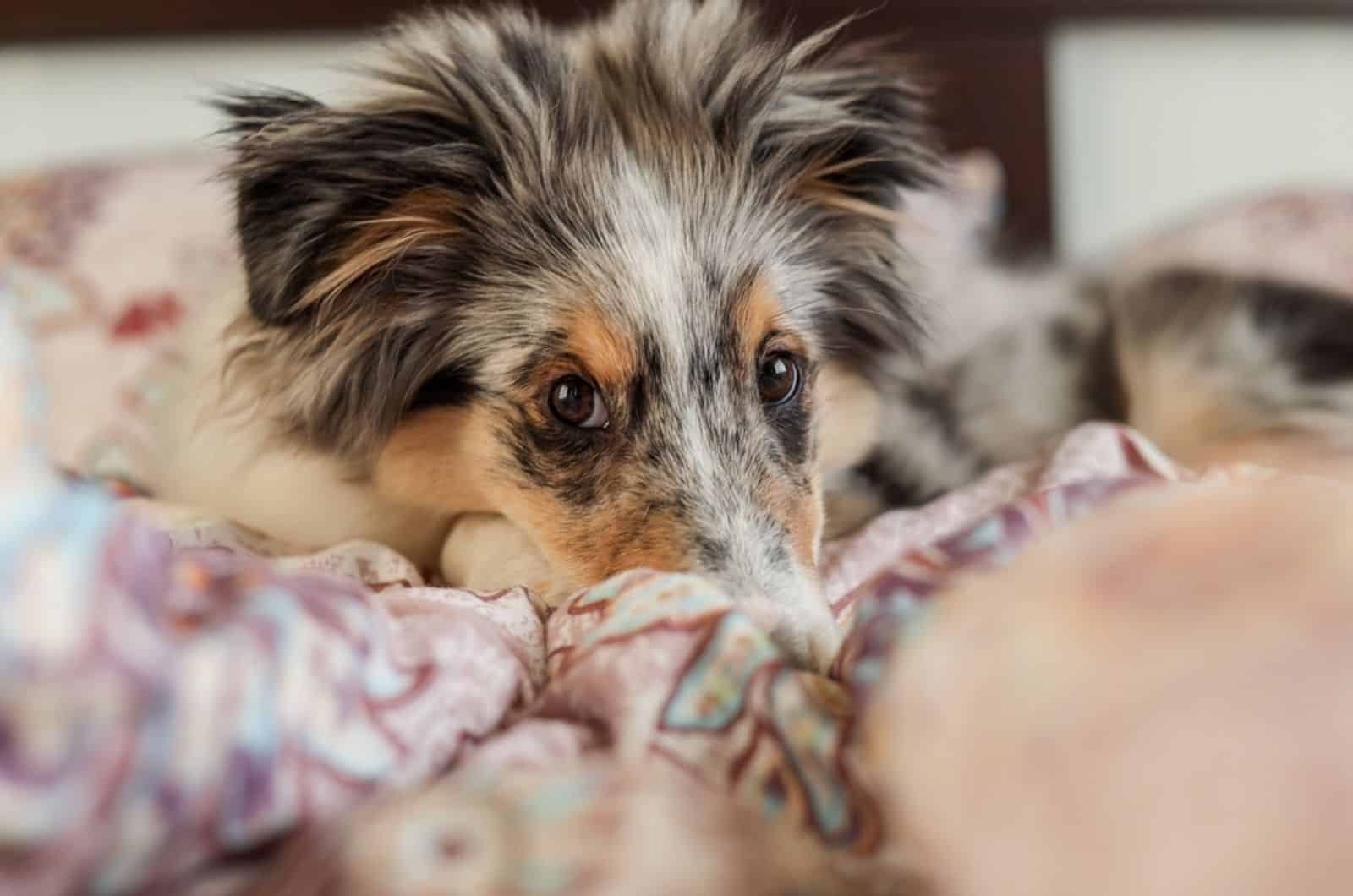 blue merle shetland sheepdog lying in the bed