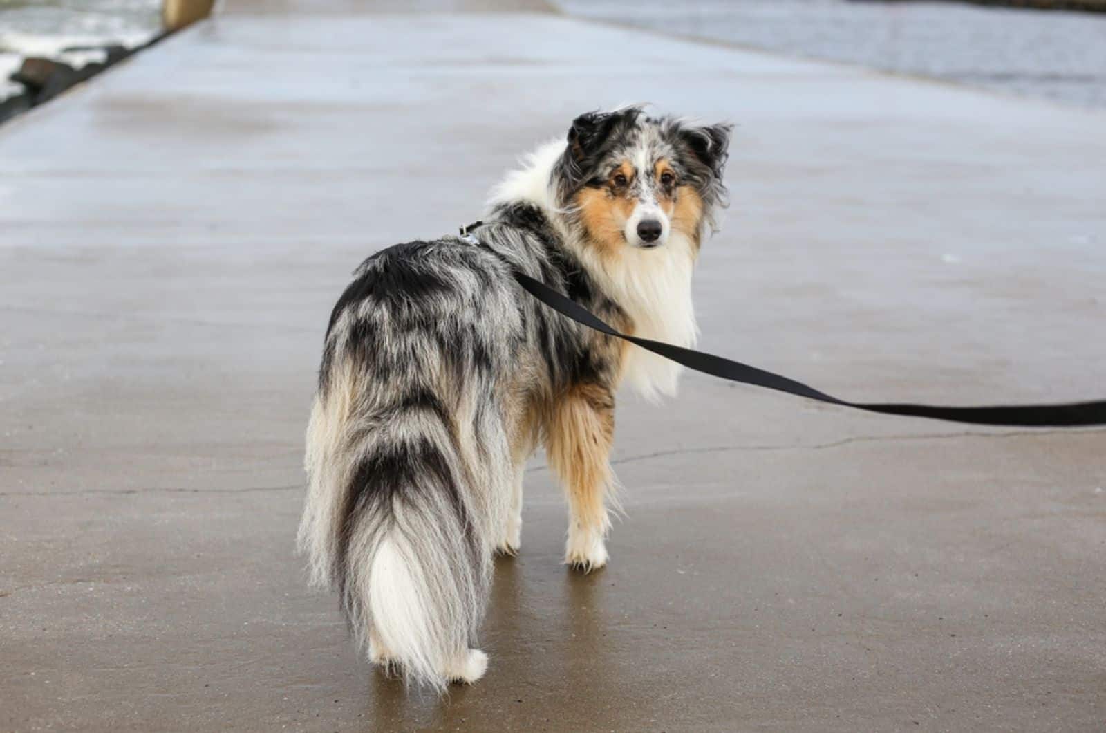 blue merle shetland sheepdog on a leash walking on the beach