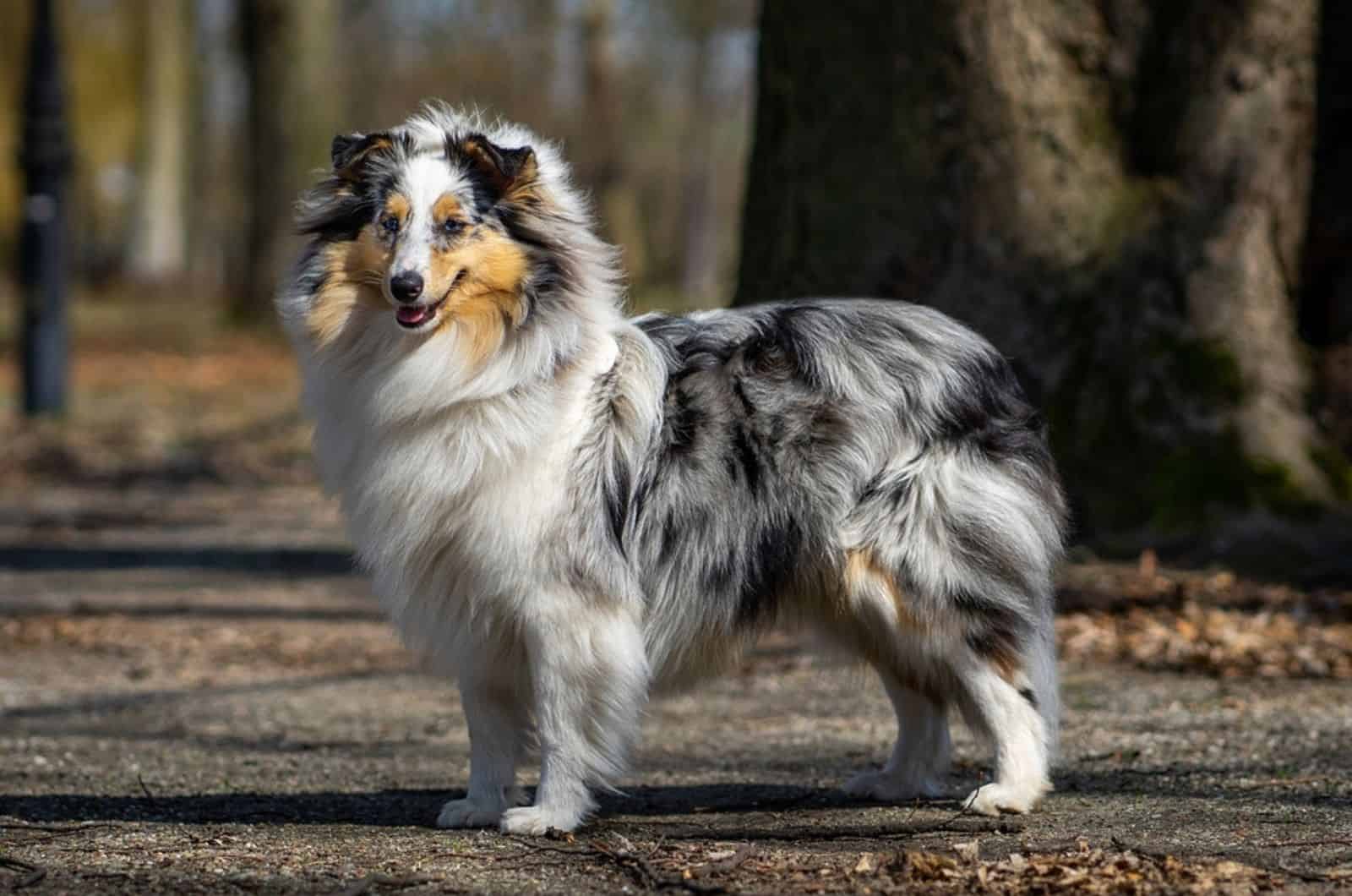 blue merle shetland sheepdog in the park