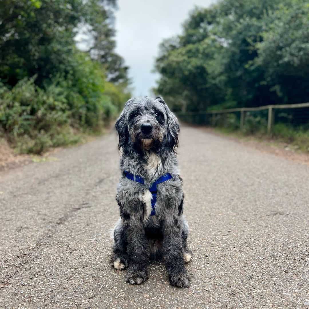 Blue Merle