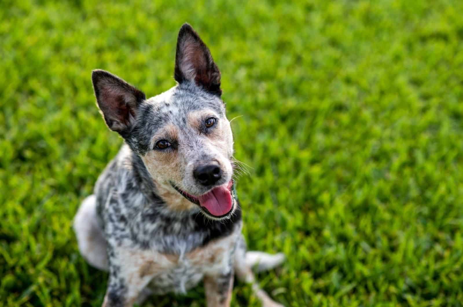 blue mottled heeler sitting on the grass