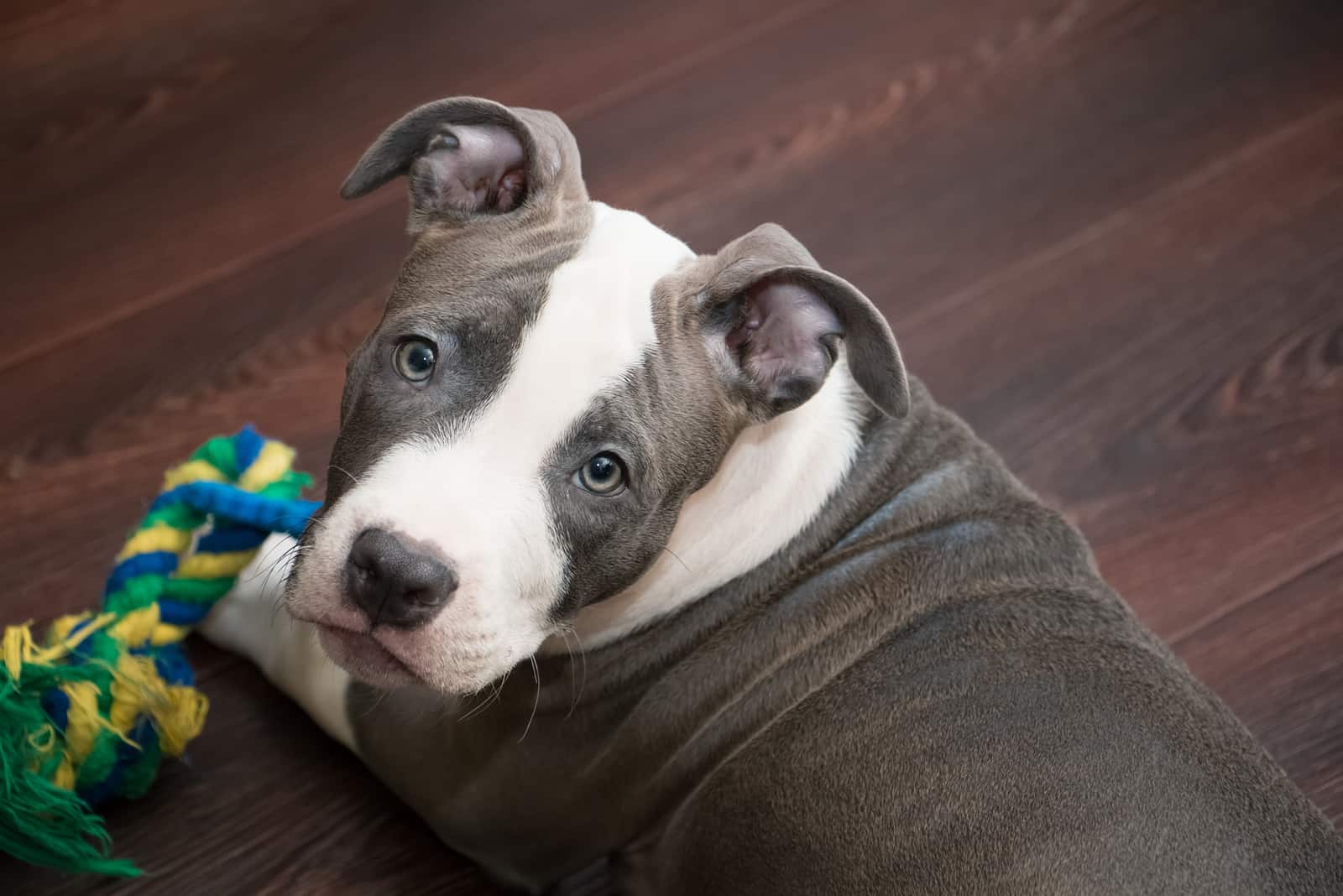 blue nose pitbull dog lying