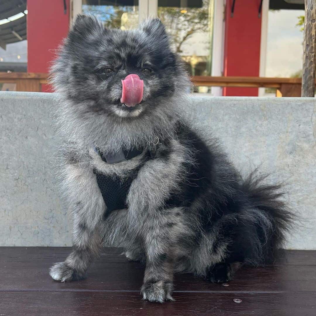 Blue pomeranian