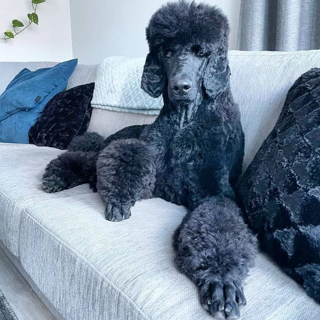 blue poodle dog lying on the sofa