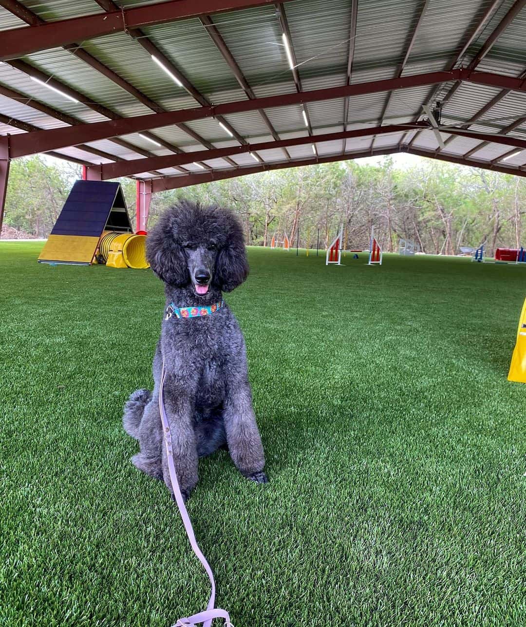 Blue Poodle on the grass