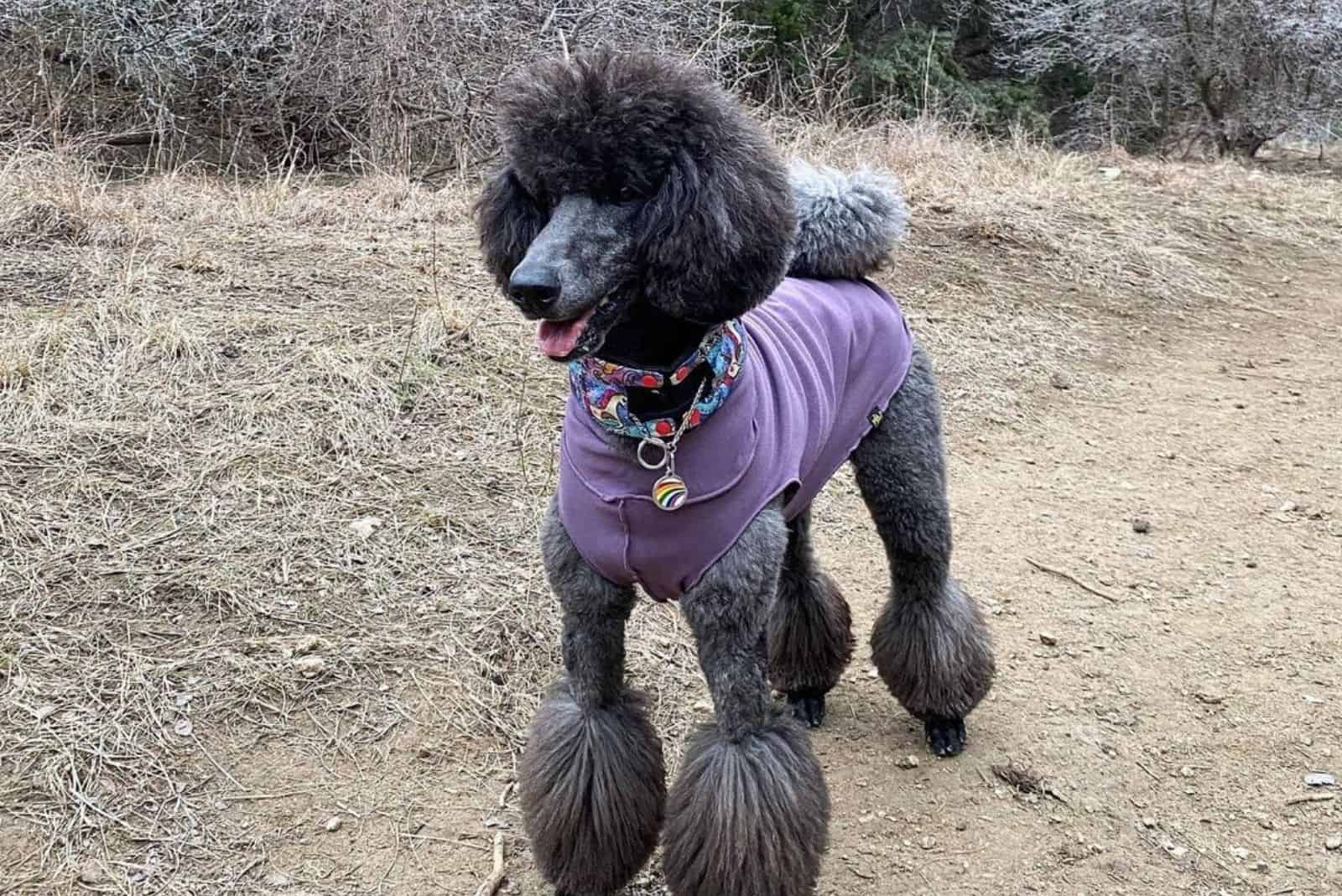 Blue Poodle: What’s So Special About These Pooches?