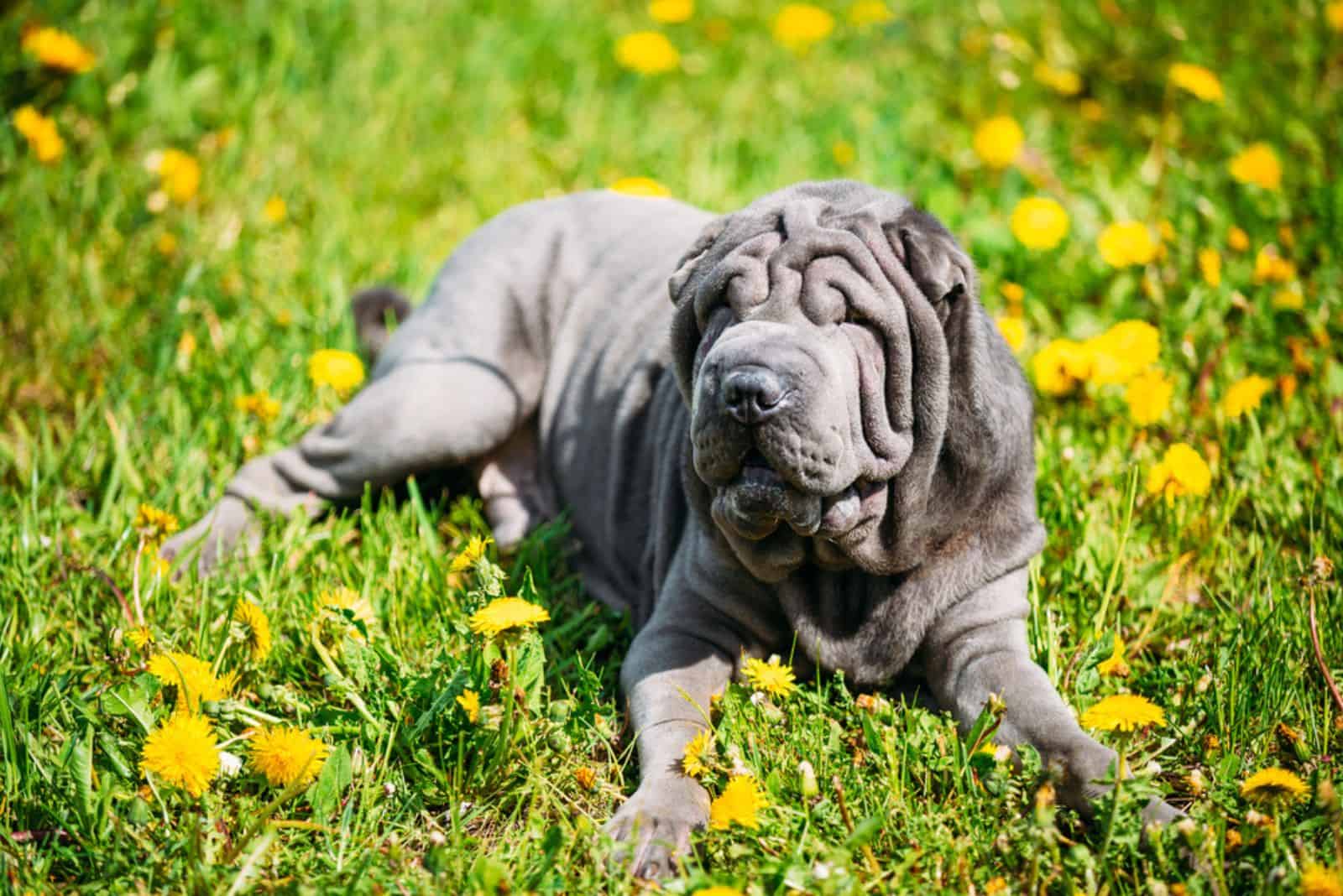 Blue Shar Pei Dog In Green Grass in Park Outdoor