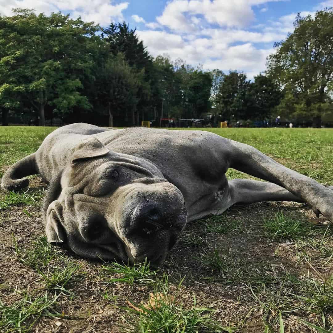 Blue Shar-Pei lying outdoors