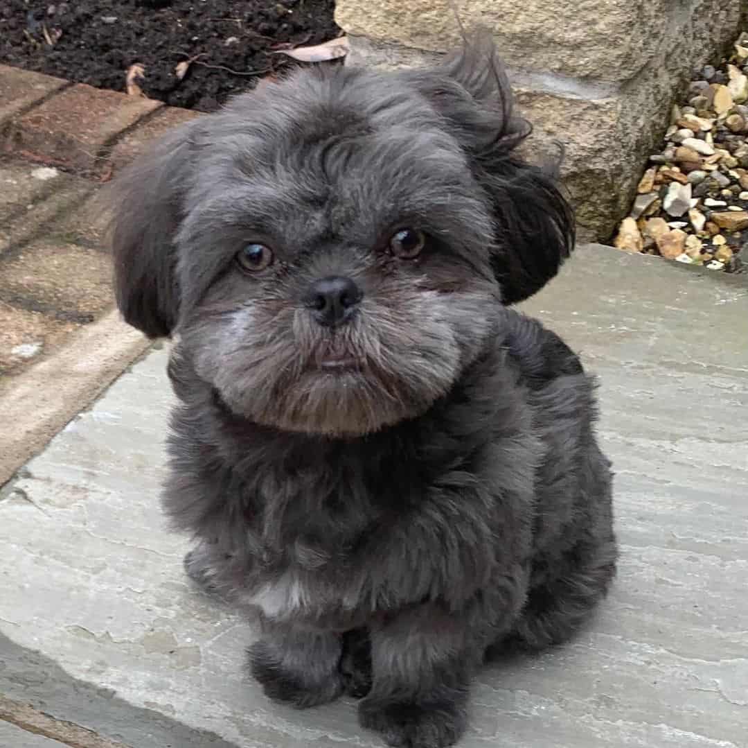 blue shih tzu