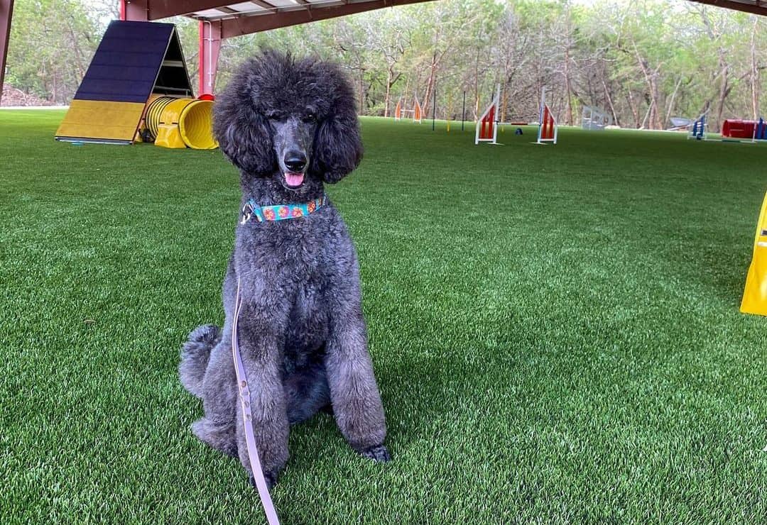 blue standard poodle