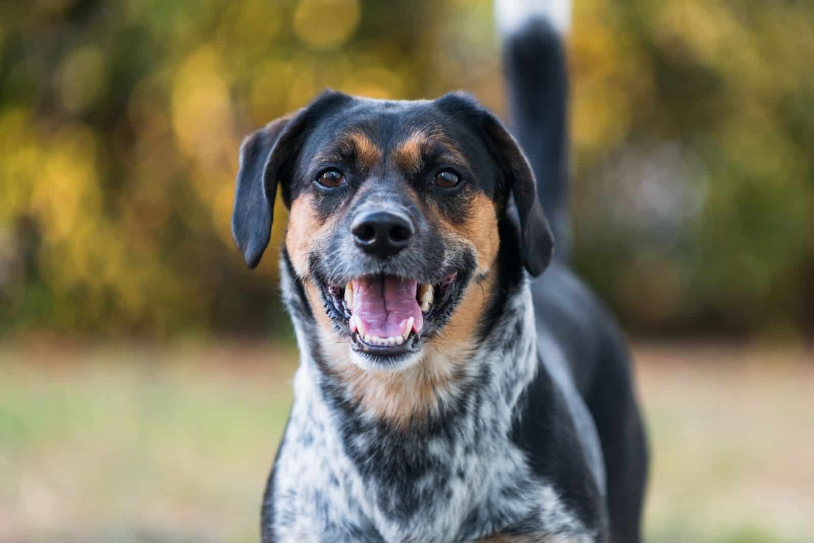 blue tick beagle facing the camera standing in the park