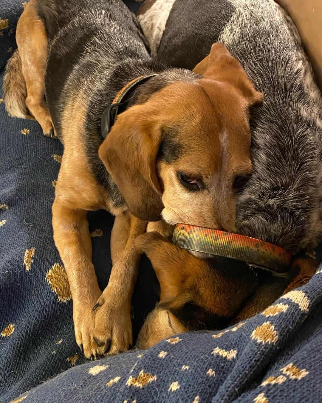 Blue Tick Beagle is lying on the bed