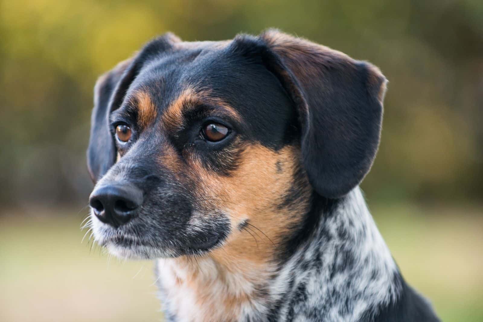 blue tick beagle pup in a headshot posing outdoors