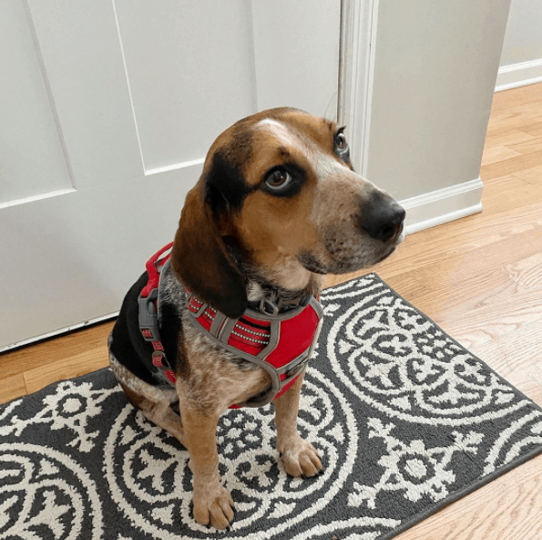 Blue Tick Beagle sitting at home