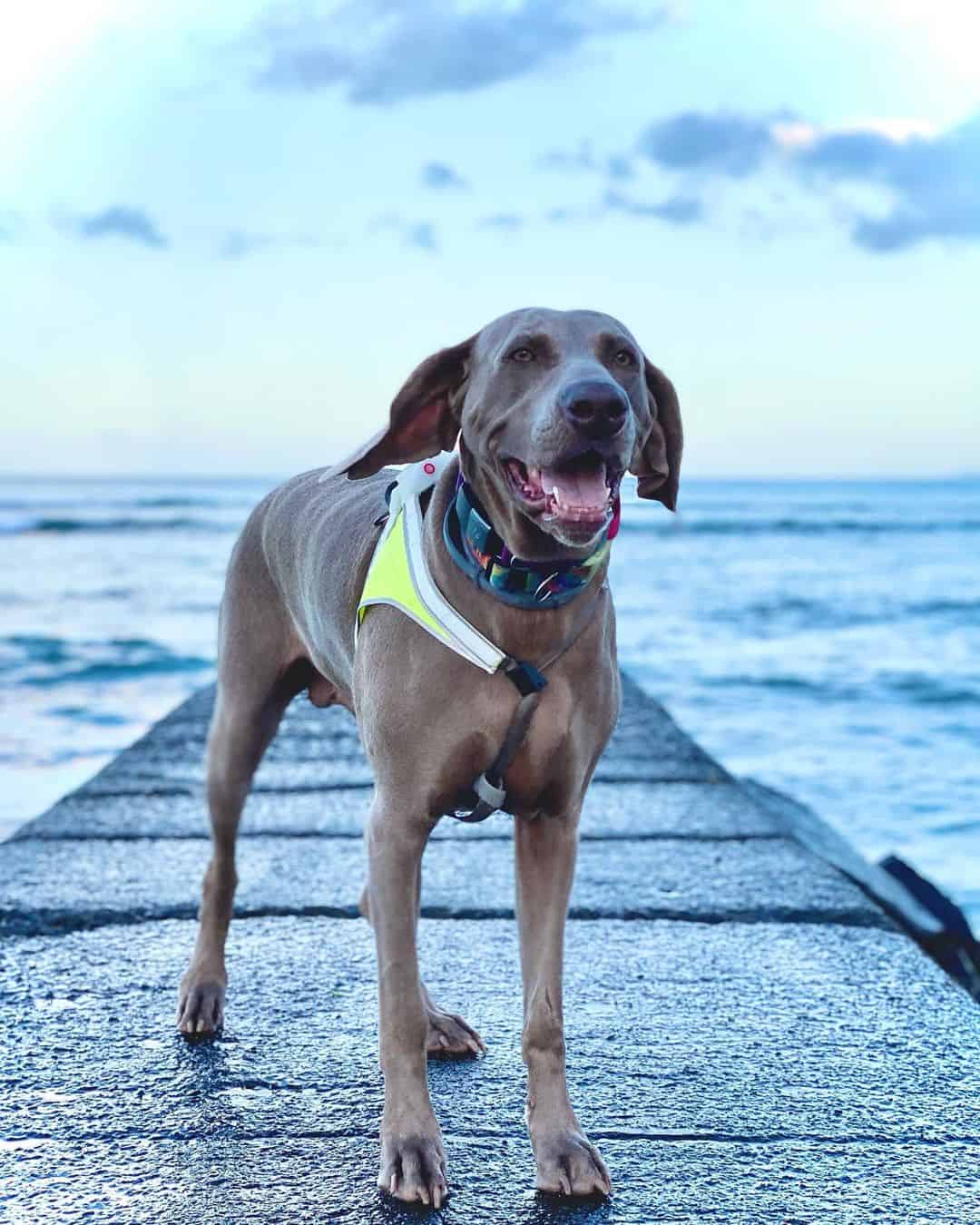 blue weimaraner