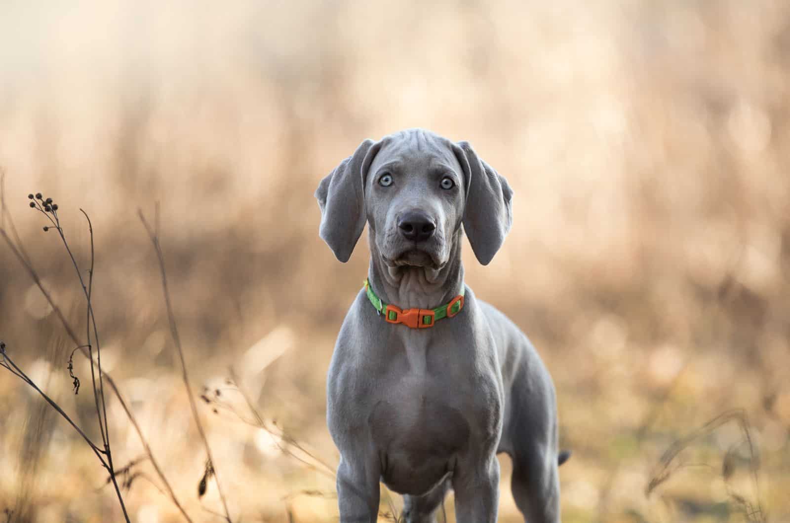 blue weimaraner puppy in nature