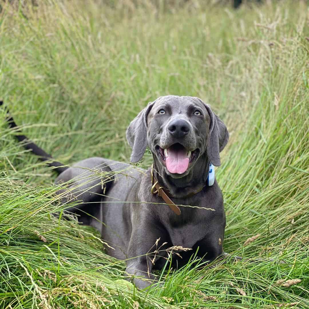 blue weimaraner