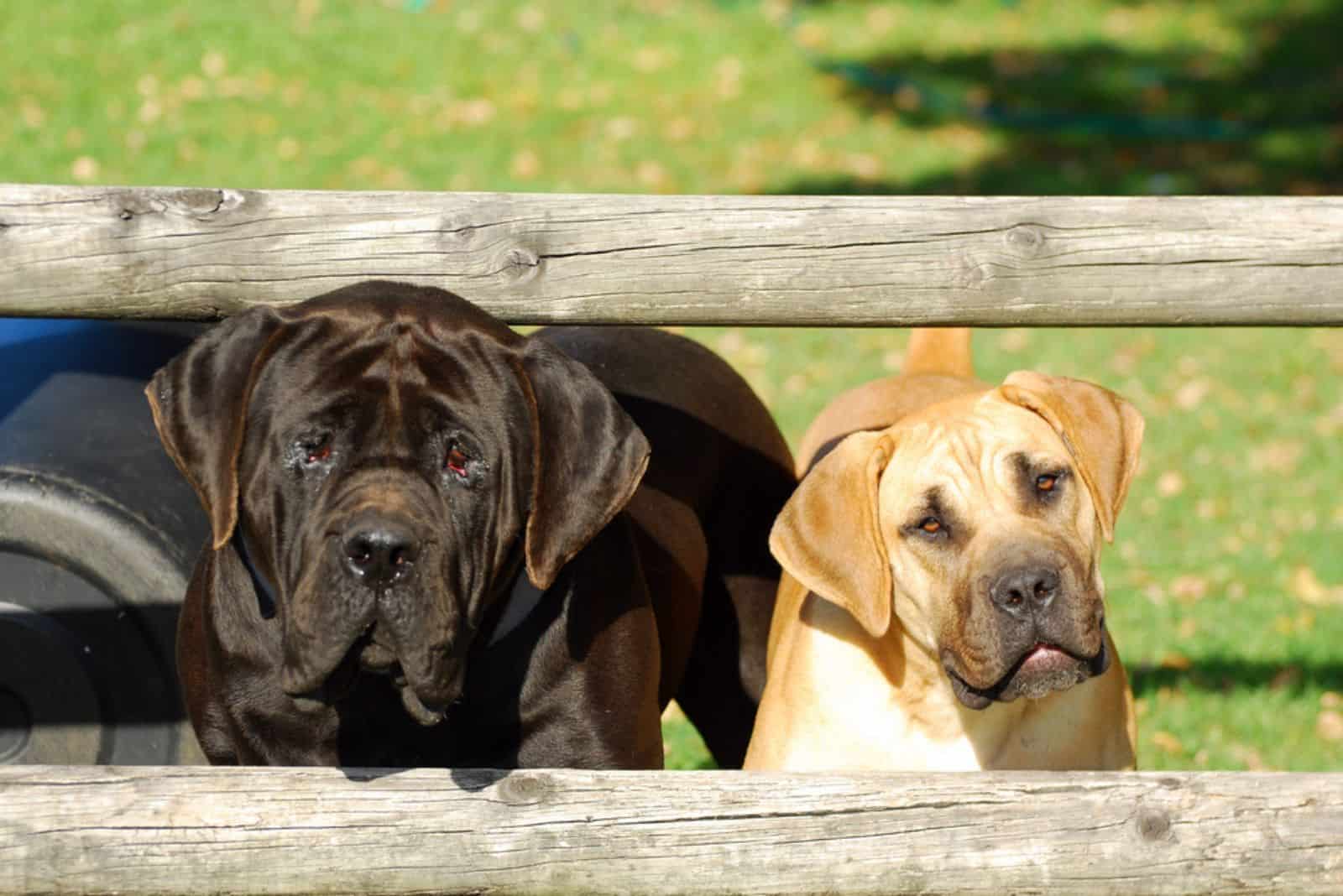 Boerboel dogs with cute alert facial expression standing behind a fence