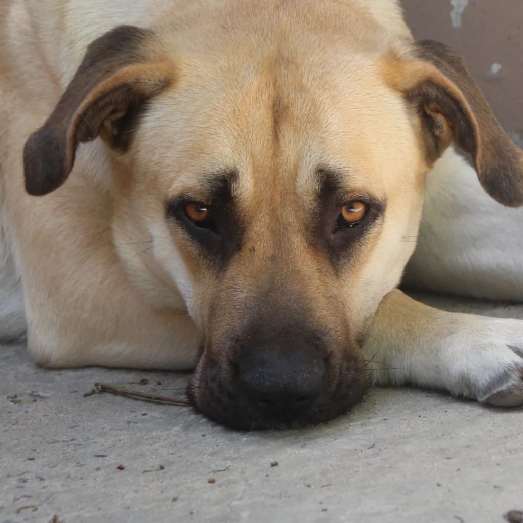 boerboel gsd mix