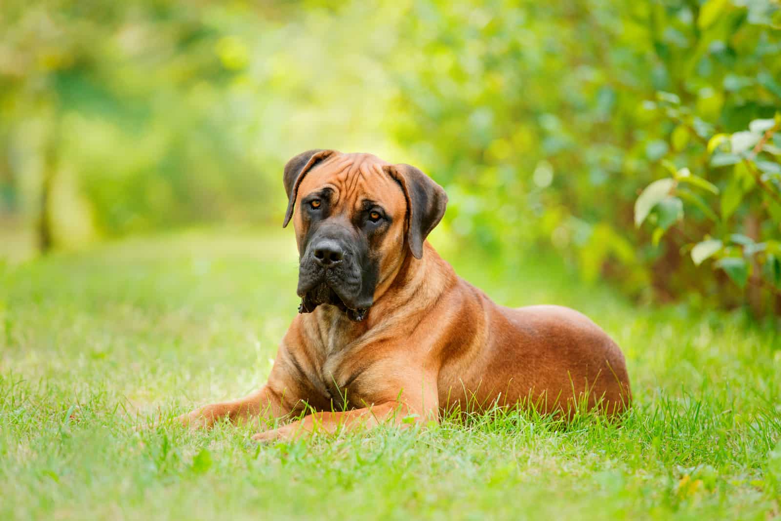 Boerboel lies in the grass