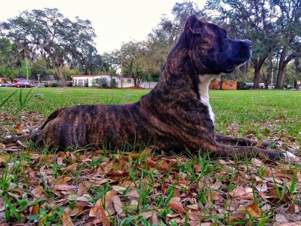 boerboel pit