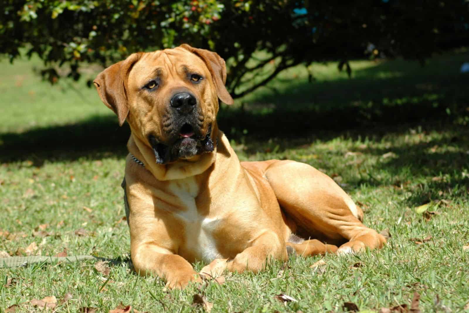 Boerboel Price: A Big Dog With A Big Price