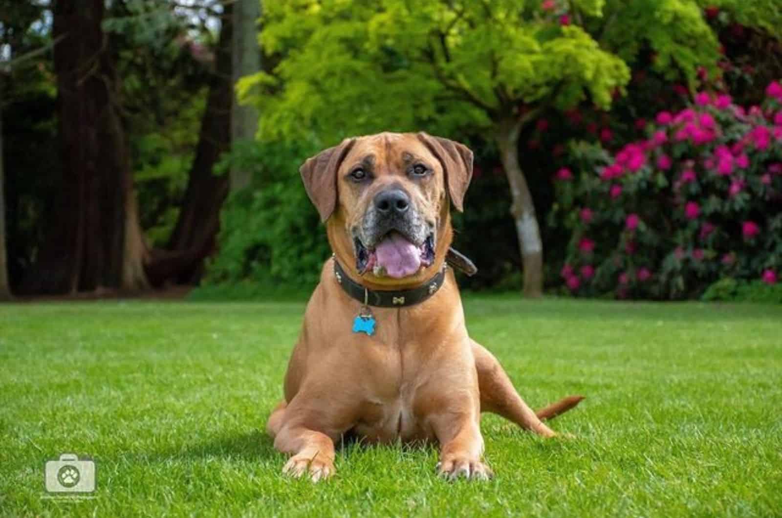 boerboel rottweiler mix lying on the lawn