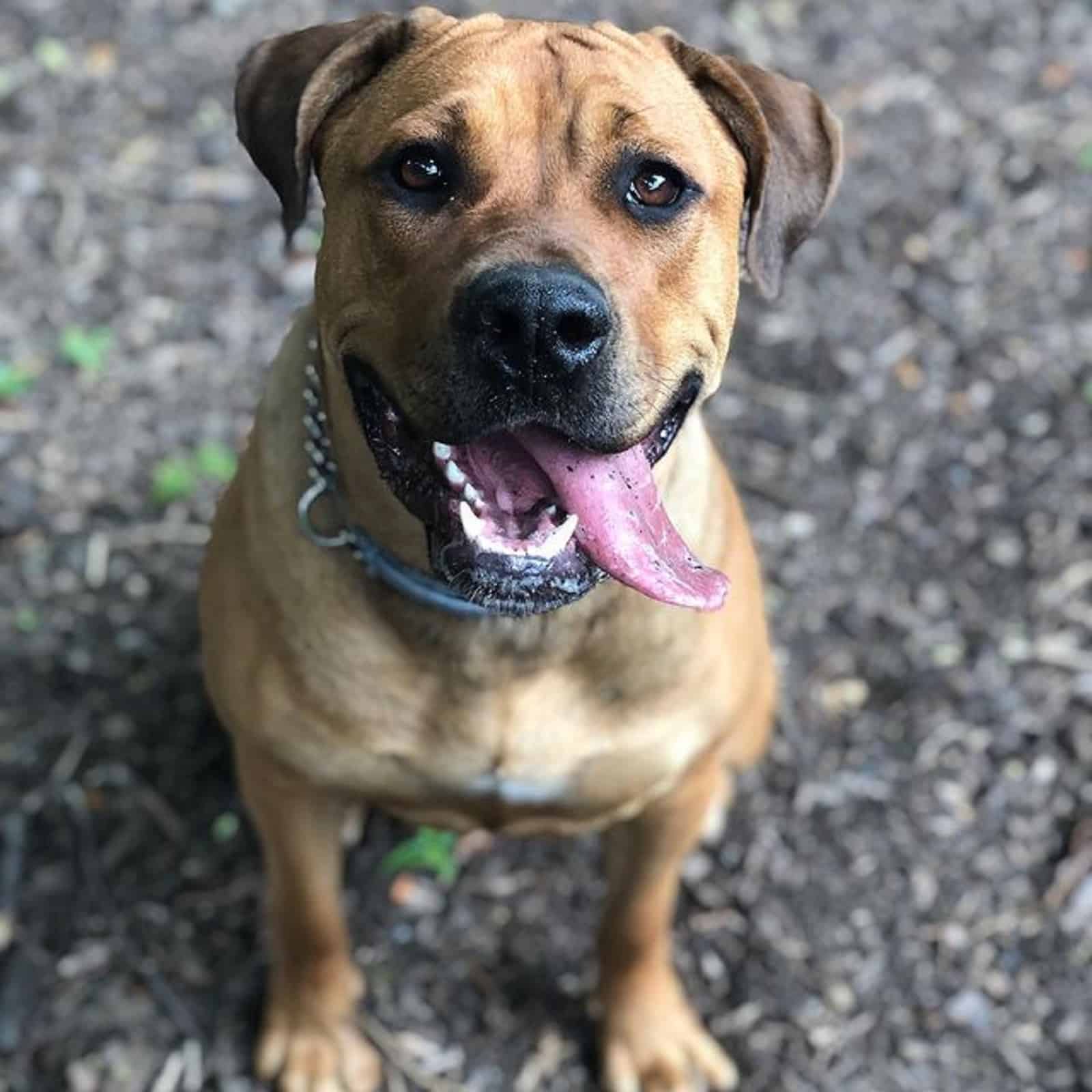 boerboel rottweiler puppy dog looking into camera