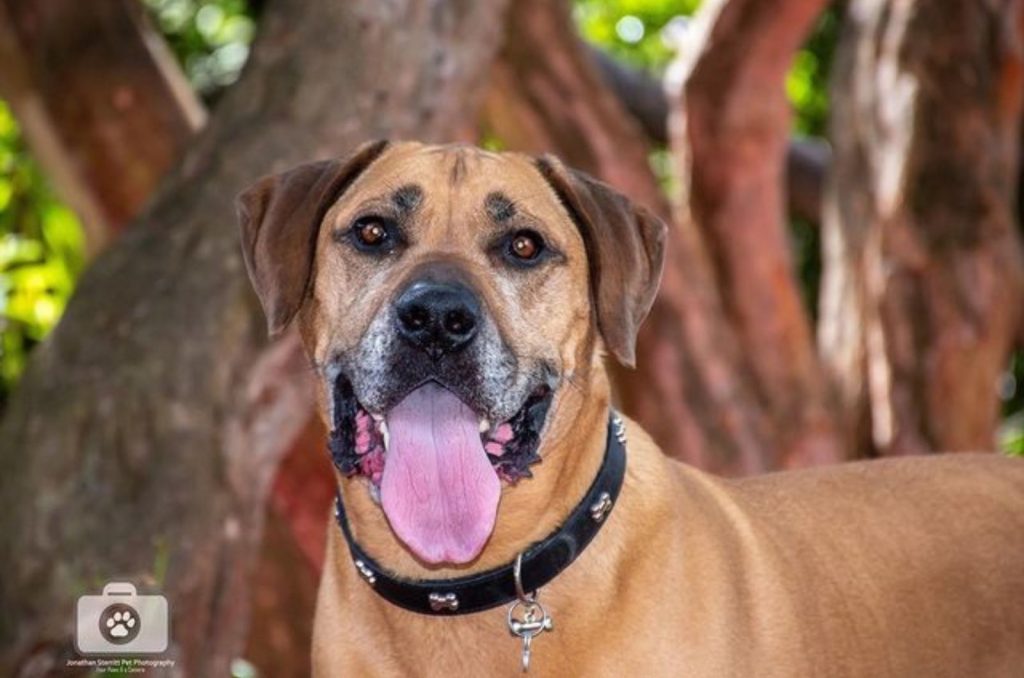 boerboel rottweiler with his tongue out in the park